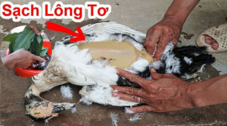 Vò nắm lá này rồi thả vào chậu, vịt nhiều lông măng mấy cũng sạch hết, không hôi
