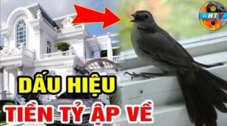 3 con chim bay vào nhà mang theo Tiền- Tài, 2 loài chỉ mang tin dữ, là những loài chim nào?