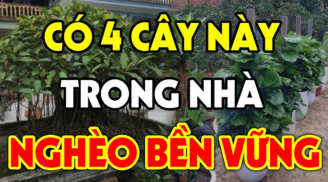 Các cụ dặn: Đừng mang theo cây ác vào nhà cây càng thịnh người càng suy, nhớ cho kỹ