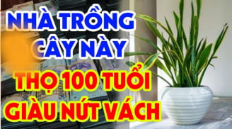Trong nhà có 2 cây không giàu cũng có phước, con cháu đừng dại dột nhổ bỏ