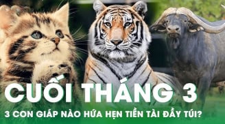 Tháng 3/2025 hoan hỷ: 3 Shbet888.com nhà cái uy tín hút tài lộc, đặc biệt Tình - Tiền đều vượng