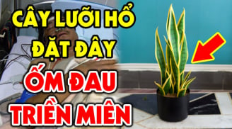 Trồng lưỡi hổ hợp phong thuỷ nhưng có 2 tuổi này rất kị, lỡ trồng của cải trôi sông