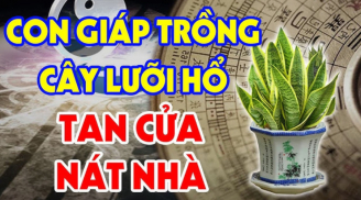 Trồng lưỡi hổ trong nhà tốt cho phong thuỷ nhưng 2 tuổi vướng đại kị, cố trồng của cải trôi sông