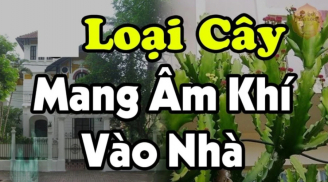 'Cây âm trước nhà mẹ góa con côi, Shbet111 slot, casino, thể thao, xổ số ly tán': Thấy mọc trước cửa phải chặt bỏ ngay