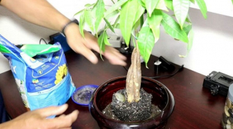 Cây kim ngân lá xanh mướt chỉ cần tưới loại nước này, Tài Lộc dồn hết về túi