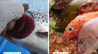 Dấu hiệu cá ướp urê: Tươi ngon, giá rẻ mấy cũng đừng ham mua về