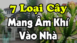 7 loại cây Mang Âm Khí Vào Nhà: Cây càng xanh tươi người càng suy, nhổ ngay trước khi quá muộn, là cây gì?