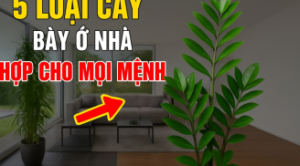 5 loài cây hợp cả Kim -Mộc -Thuỷ -Hoả -Thổ: Trồng vào nhà nào nhà đấy có Lộc ngay