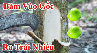 Mùng 5/5 Tết Đoan Ngọ đáng sợ nhất là Khảo Cây Lấy Quả, vì sao lại sợ?
