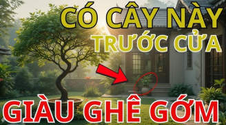 5 loại cây ‘kích lộc’, trồng vào nhà nào nhà nấy giàu to