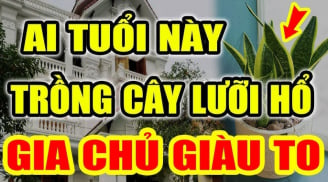 2 tuổi Hợp Mệnh trồng cây Lưỡi Hổ, 1 tuổi rất kị phải nhổ bỏ ngay