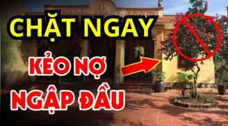 4 loại cây tưởng lành hoá dữ, chặt sớm kẻo rước họa về nhà