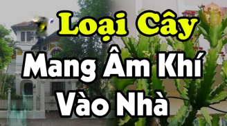 Mang cây âm vào nhà, Shbet111 slot, casino, thể thao, xổ số muốn giàu cũng khó, đó là những cây nào?