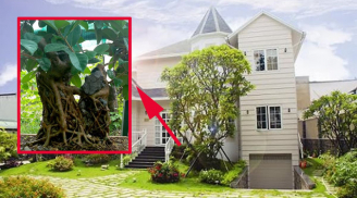 4 cây âm trồng vào dương trạch, gia đạo không khốn khó cũng lao đao, là cây nào?
