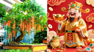 4 loại cây Trấn Trạch - Giữ Tiền, số 1 dễ trồng dễ lớn