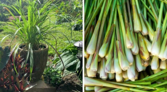 4 loại cây đuổi muỗi, hút sạch cặn bẩn không khí trong nhà