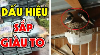 4 con vật “mát vía” vào nhà nào nhà đấy Lộc To, Tiền tự tìm đến
