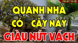 4 cây mọc ở sân nhà hái Lộc thả ga, con cháu hưởng phước