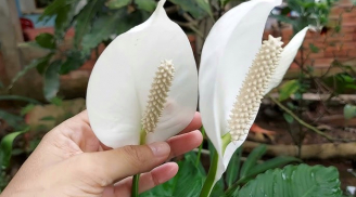 5 loại cây hút sạch khí độc, thanh lọc không khí cho cả nhà