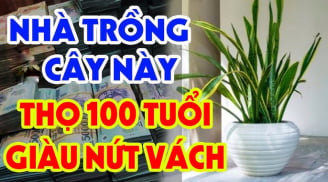3 loài cây cân bằng âm dương, gọi Tiền về cho gia chủ