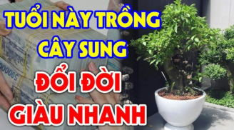 Nhà có cây sung Tiền - Tài tụ lại, gia chủ hưởng to