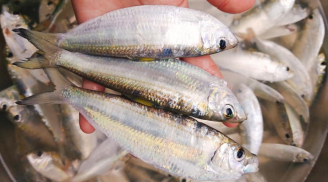 Loại cá “vượt mặt” cá hồi, số 1 về Omega 3 giá rẻ ngang rau