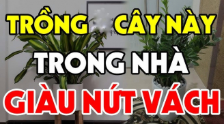 5 cây trồng quanh nhà Tiền vây kín, con cháu hưởng đều