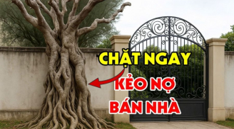 Cây Âm mọc gần cổng thần Tài thấy sẽ bỏ đi, là cây nào?