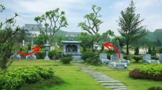 Tổ Tiên dặn rồi: '5 loại cây trồng ở âm trạch, con cháu Phúc bền”, là cây nào?
