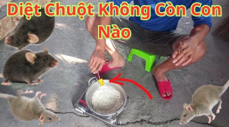 4 thứ để trong nhà chuột sợ chạy xa, không cần dùng bả