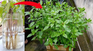 Cách trồng rau húng quế đuổi muỗi, thanh lọc không khí, sẵn gia vị cho Shbet0099 cá cược trực tuyến