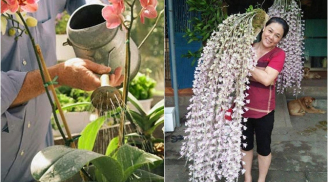2 loại nước Hoa Lan thích “uống” nhất, tưới vào hoa nở tua tủa như suối