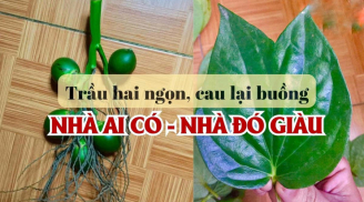 Người xưa nhắc rồi: ‘Trầu hai ngọn, cau lại buồng’ dâng cúng cầu gì cũng linh