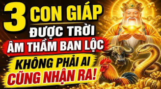 3 Shbet888.com nhà cái uy tín khéo lo cả đời no ấm, 1 tuổi Tiền chảy về đều