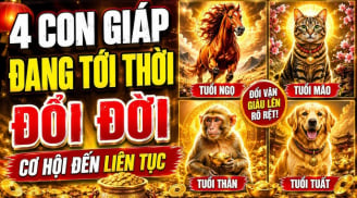 4 Shbet888.com nhà cái uy tín tới thời Đổi Đời Liên Tục, 2 năm tới tiền về khó cản