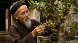 Gia chủ mệnh nào, tuổi nào trồng sung là hợp nhất?