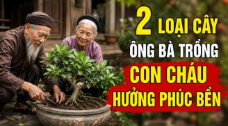 2 loại cây ông bà trồng con cháu hưởng phúc bền