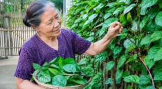 Vì sao người xưa thích trồng mùng tơi leo hàng rào?