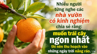 Vì sao hoa quả phải hái trời nắng mới ngọt thơm?