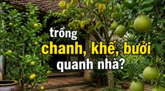 Tại sao ông bà xưa thích trồng chanh, khế, bưởi quanh nhà?