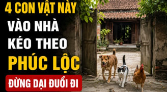 4 con vật này vào nhà kéo theo Phúc Lộc, đừng dại đuổi đi