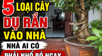 5 loại cây dụ rắn vào nhà, nhà ai có phải nhổ bỏ ngay