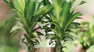 Loại cây nhà nào cũng cần trồng để hút mọi khí độc