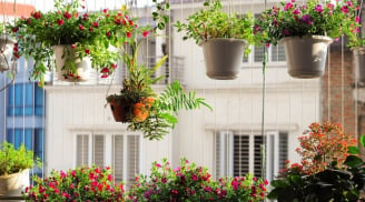 6 loại hoa trồng ở ban công vừa hút tài lộc vừa khiến nhà bạn rực rỡ nhất khu phố