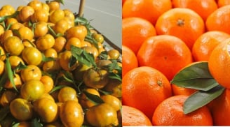 Cách phân biệt quýt Việt Nam và quýt Trung Quốc đơn giản nhất để tránh hại sức khỏe cả nhà