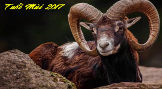 Tuổi Kỷ Mùi năm Đinh Dậu 2017: Tất tần tật những điều cần lưu ý