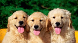 Tuổi Mậu Tuất năm Đinh Dậu 2017: Tất tần tật những điều cần lưu ý