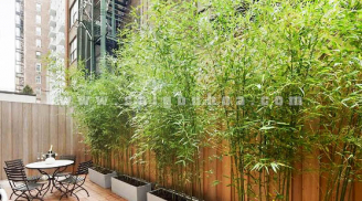 Không trồng cây này trong nhà bạn sẽ hối hận cả đời