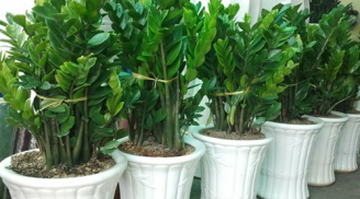 Không trồng cây này trong nhà đảm bảo khi biết điều này bạn sẽ hối hận