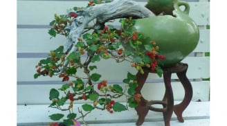 Nếu nhà bạn trồng cây này nên thay đổi ngay